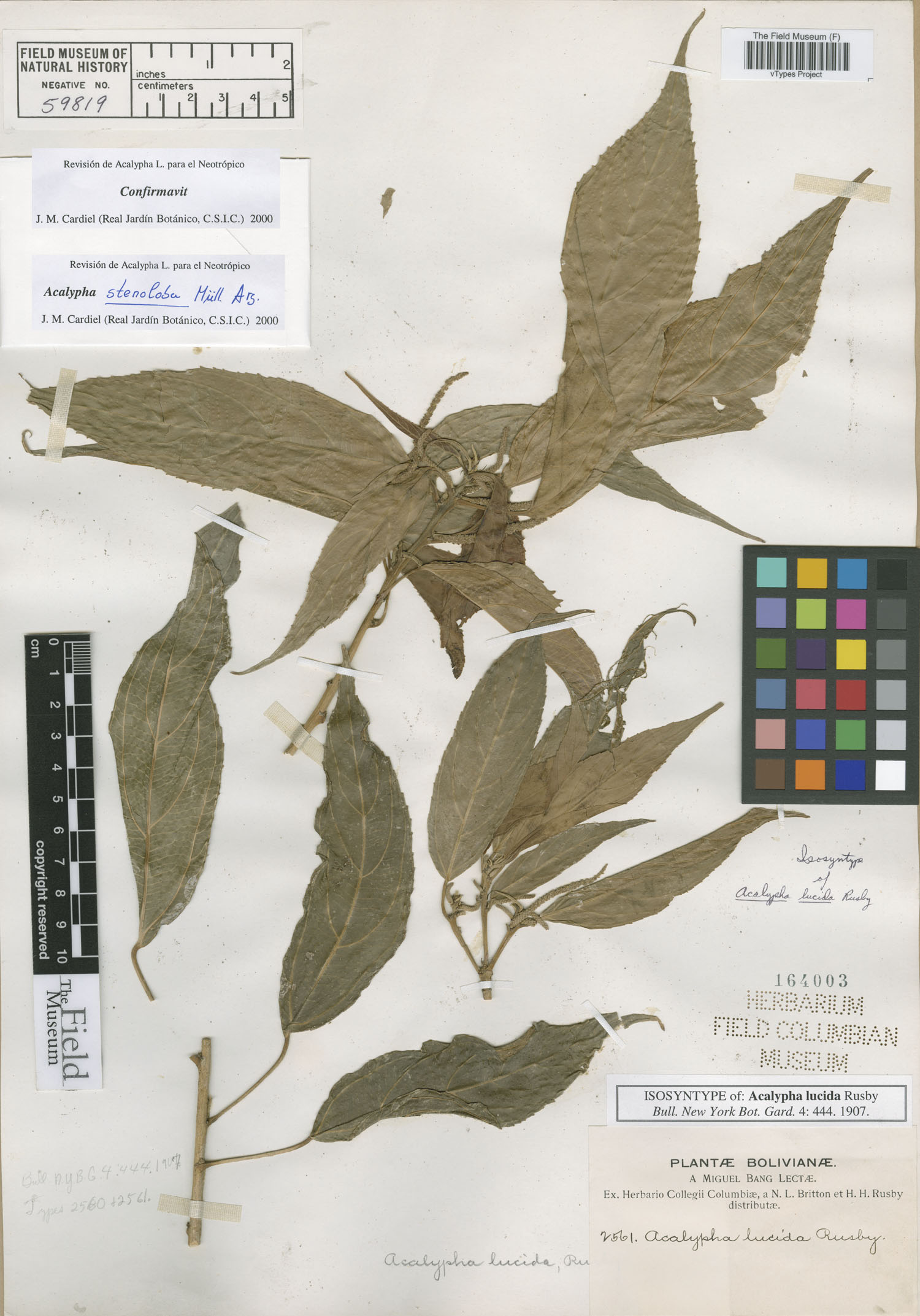 Acalypha lucida image