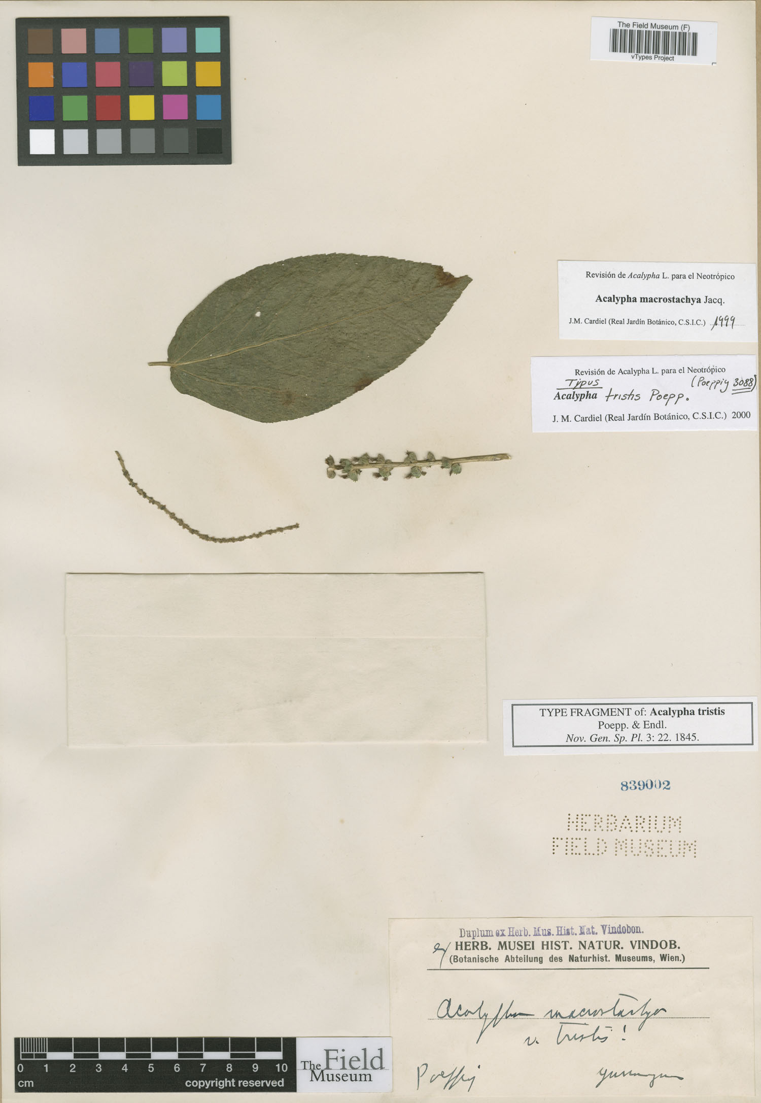 Acalypha tristis image