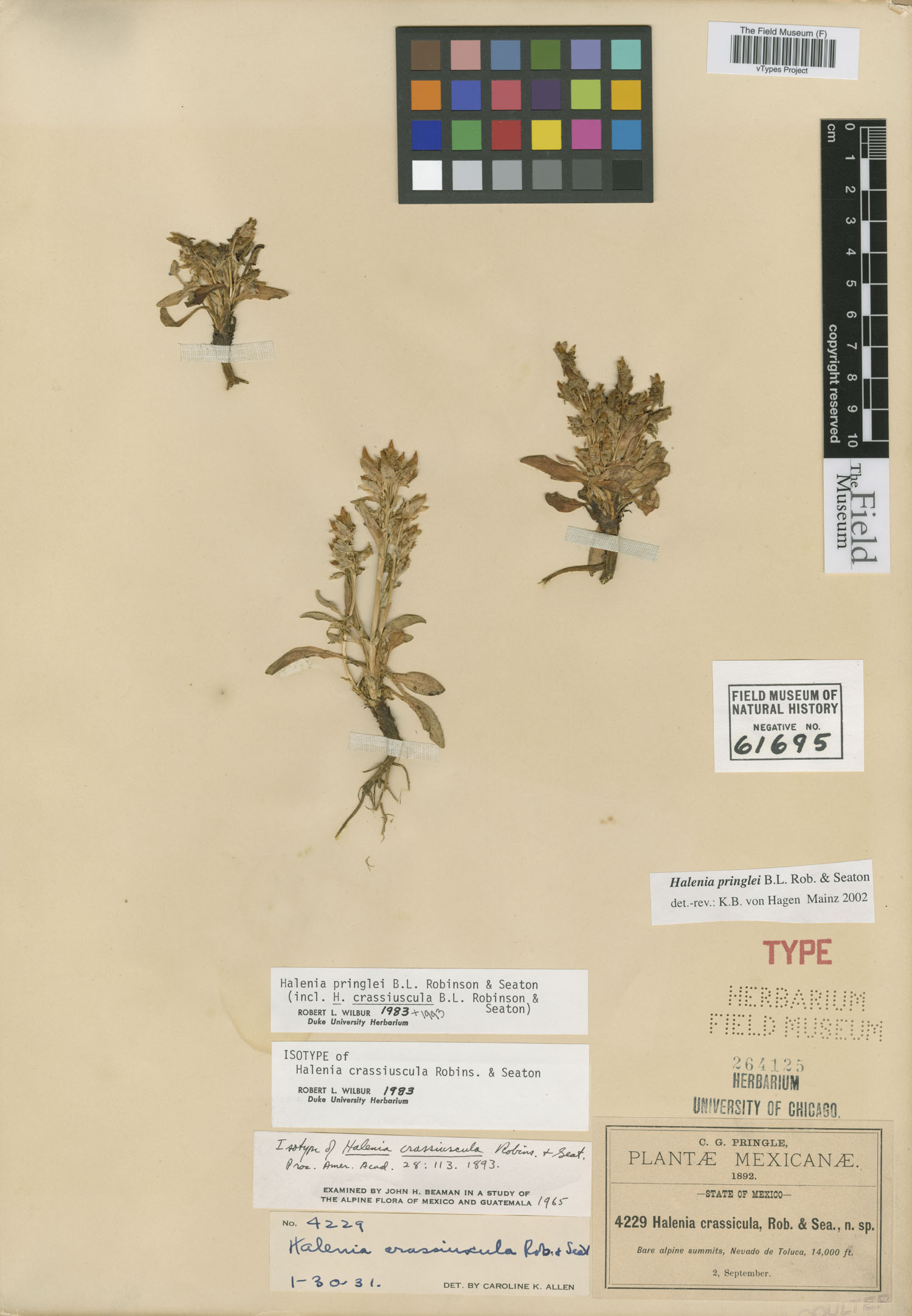 Halenia crassiuscula image