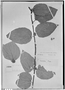 Colubrina cordifolia image
