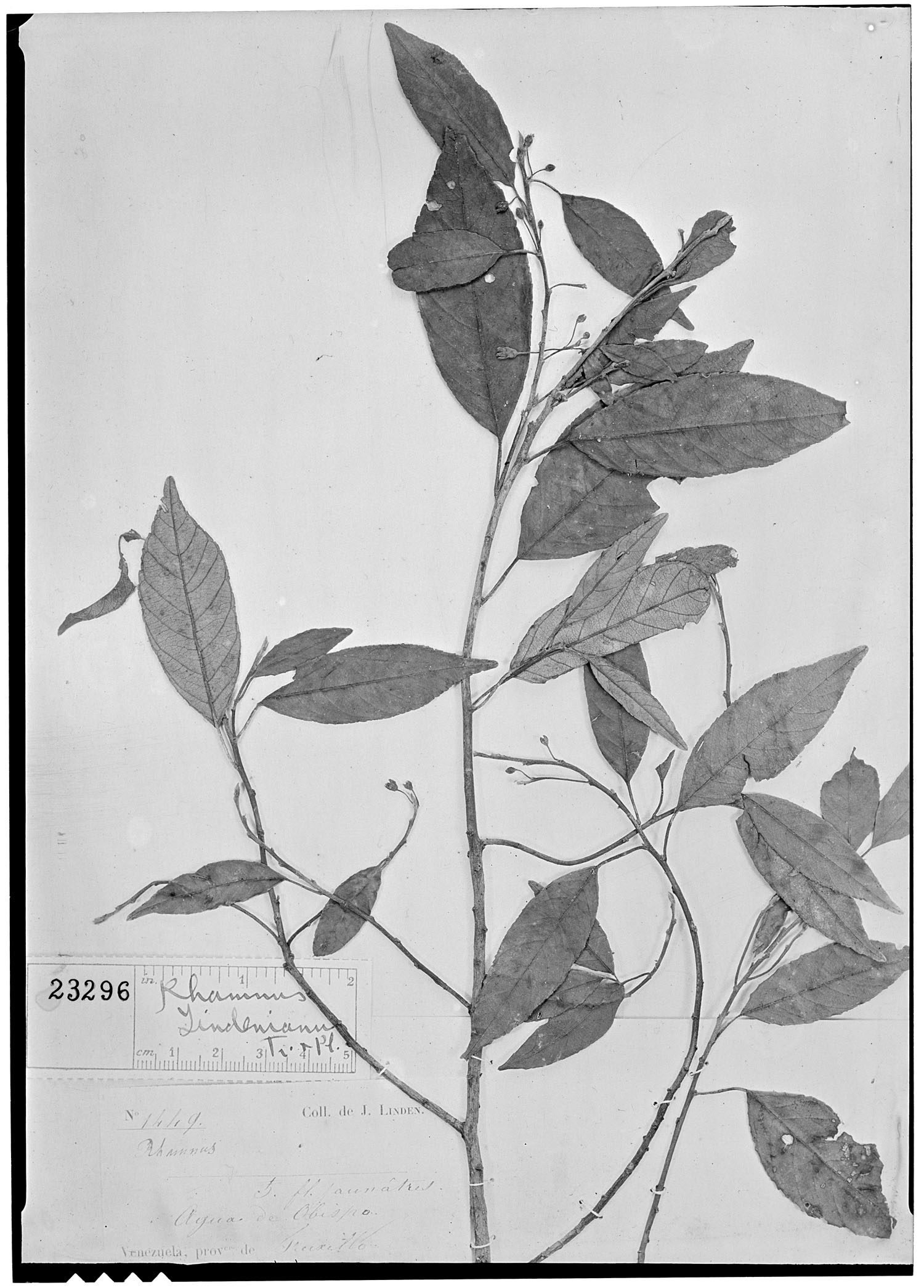 Rhamnus lindeniana image