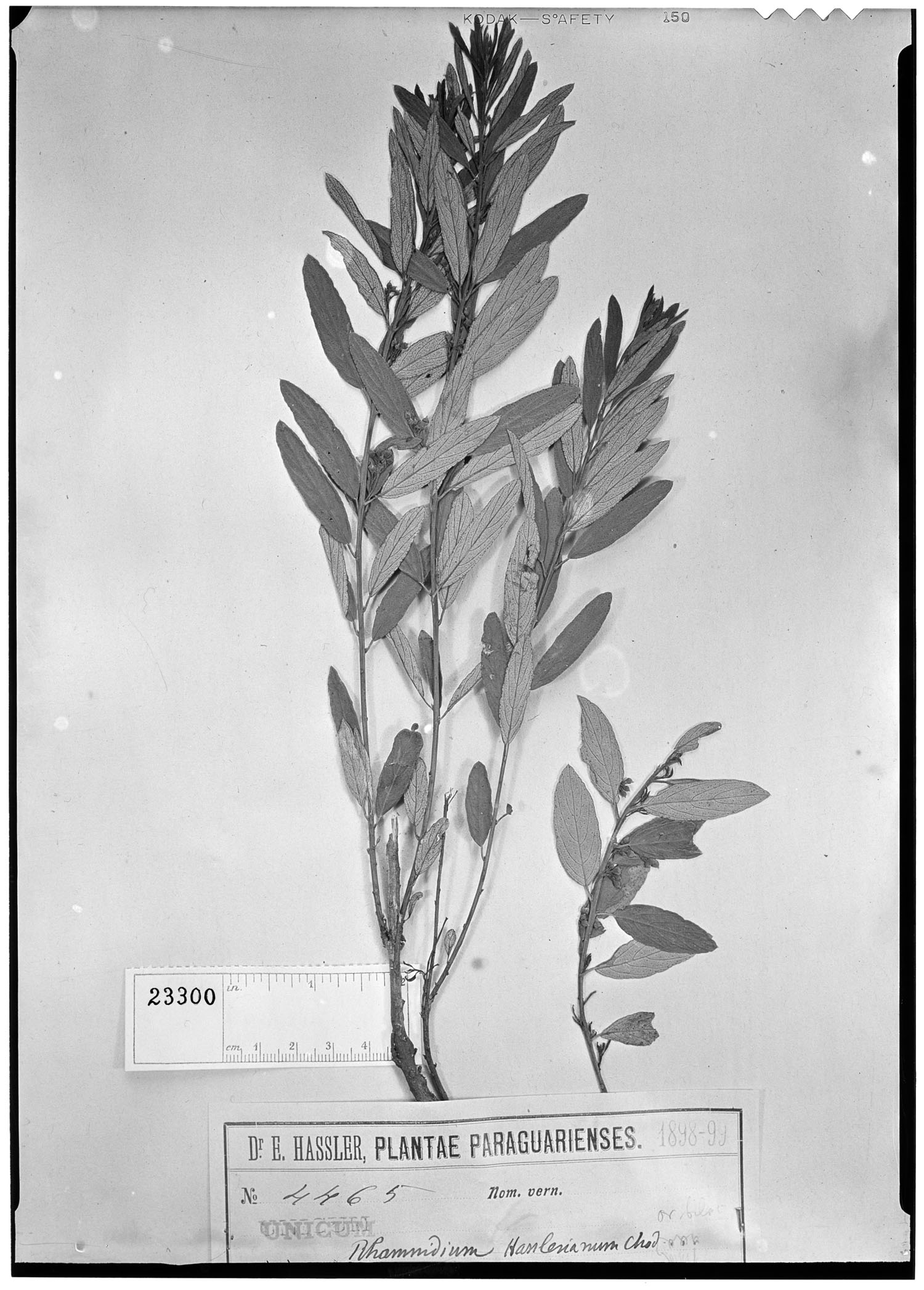 Rhamnidium hasslerianum image