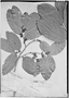 Ziziphus cinnamomum image