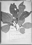 Ziziphus strychnifolia image