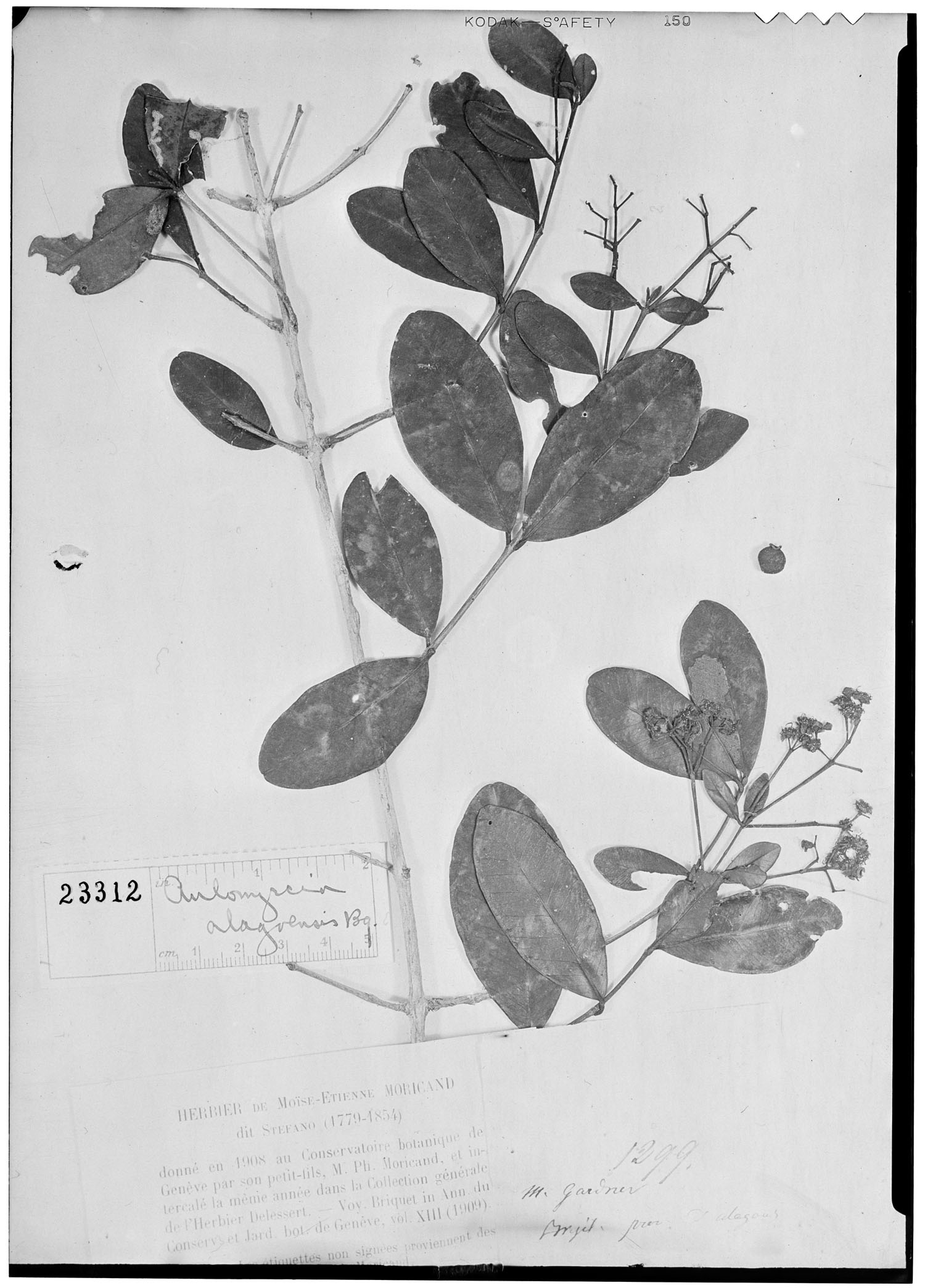 Aulomyrcia alagoensis image