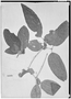 Campomanesia guazumifolia image