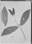 Campomanesia laurifolia image