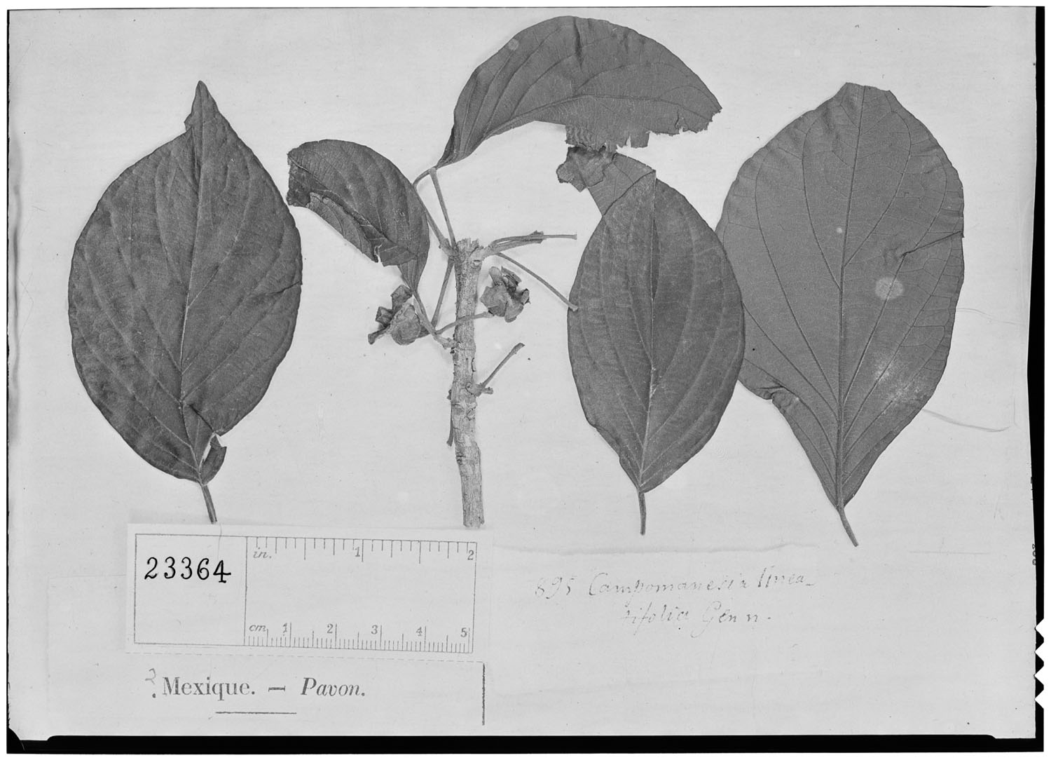 Campomanesia lineatifolia image