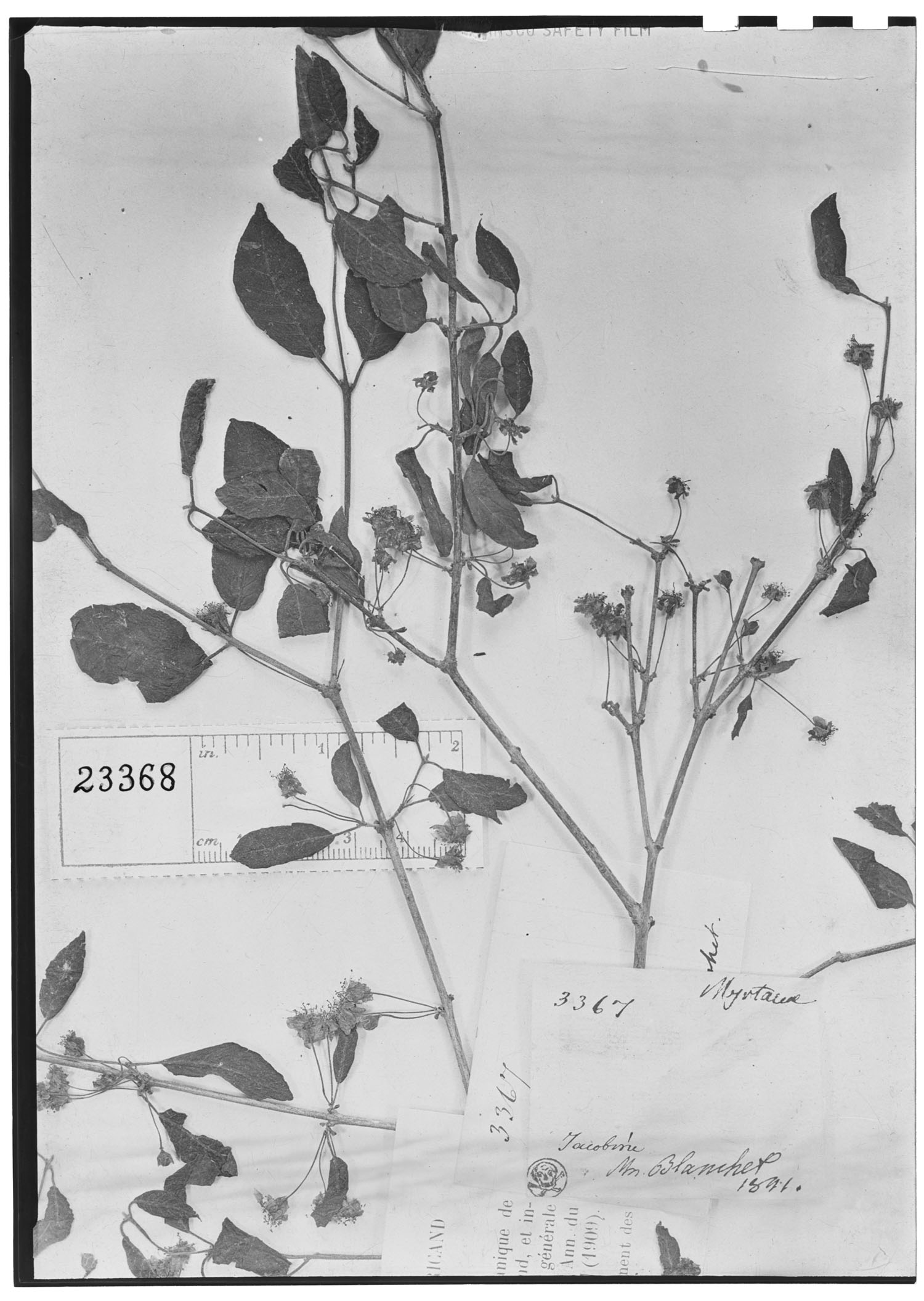 Campomanesia aromatica image
