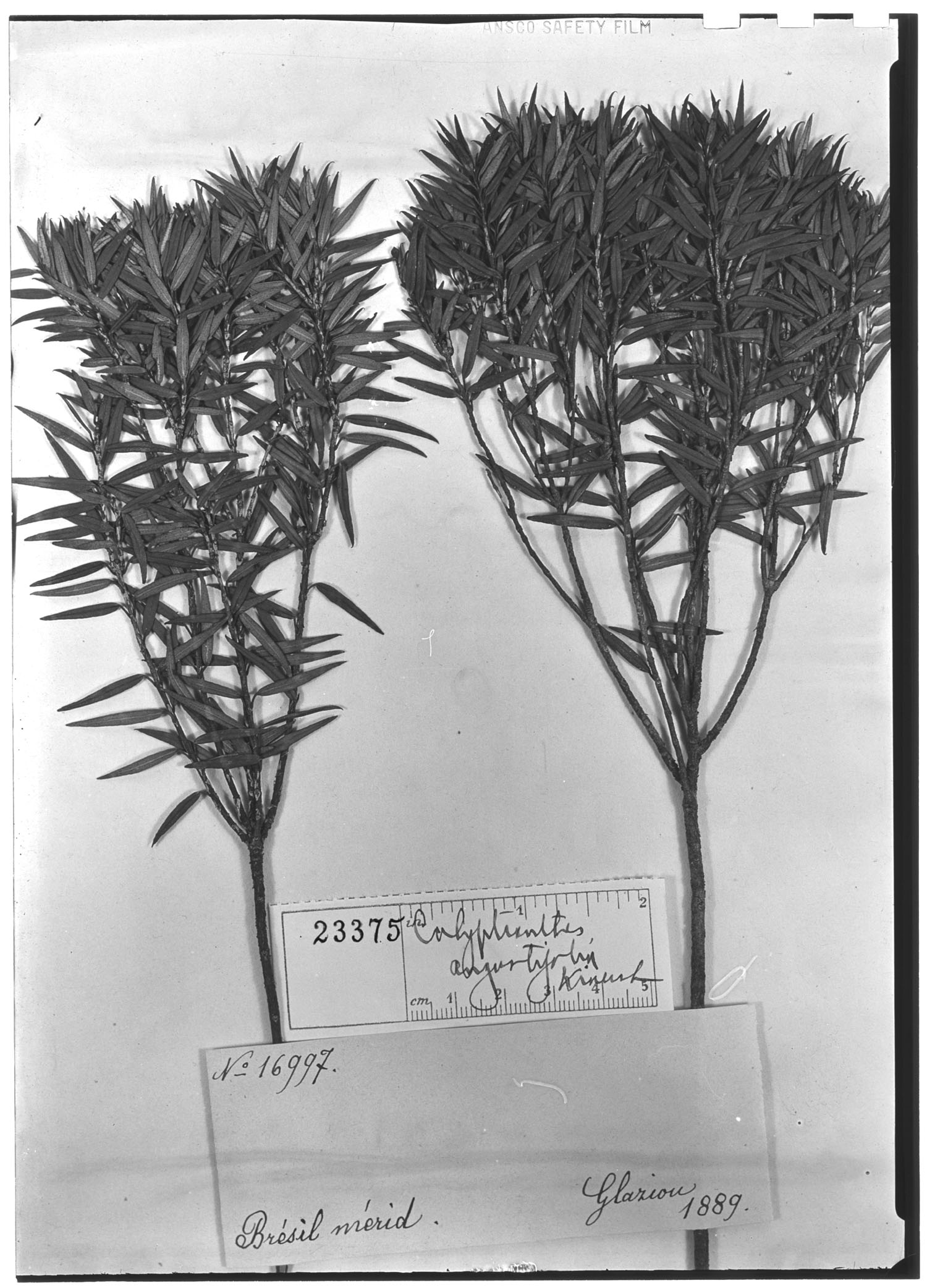 Calyptranthes angustifolia image