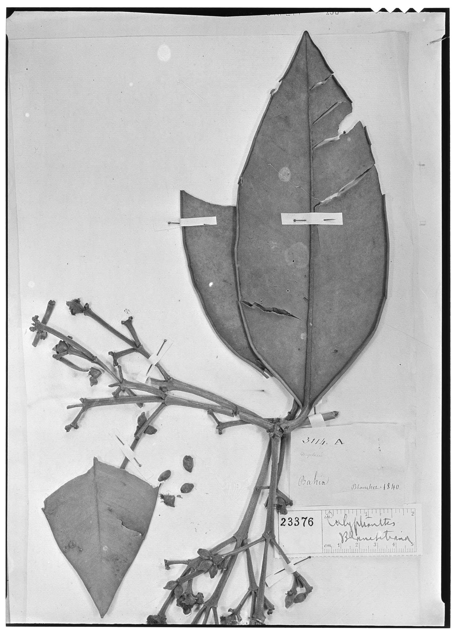 Calyptranthes blanchetiana image
