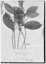 Calyptranthes polyantha image