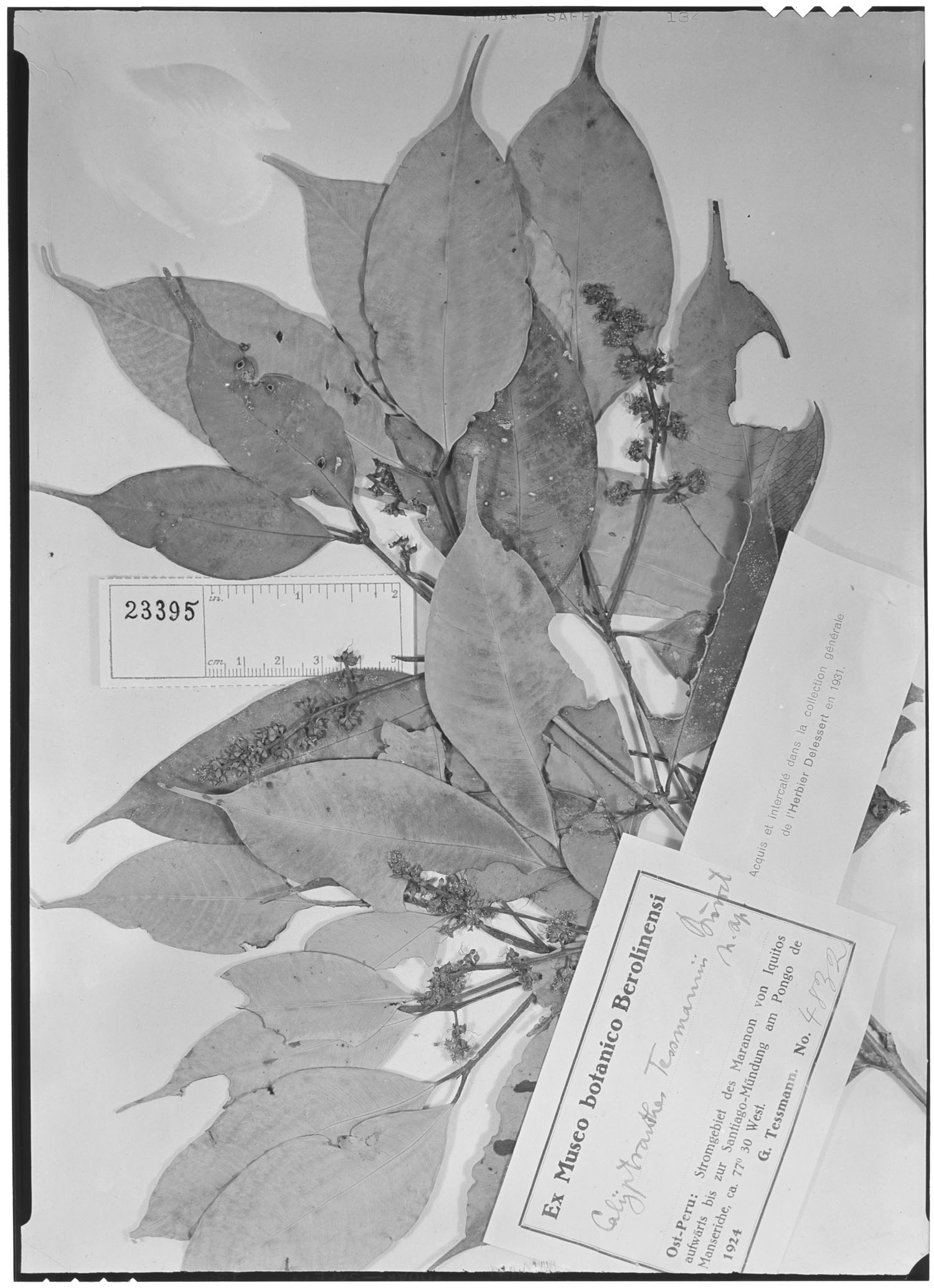 Calyptranthes tessmannii image