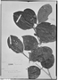 Gomidesia anacardiifolia image