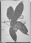 Gomidesia blanchetiana image