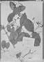 Calyptranthes obtusa image