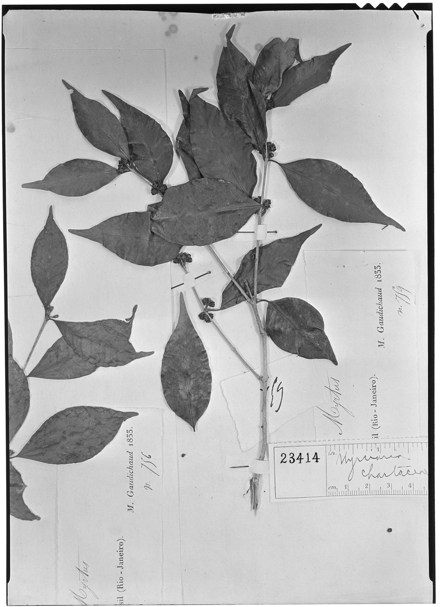 Myrciaria chartacea image