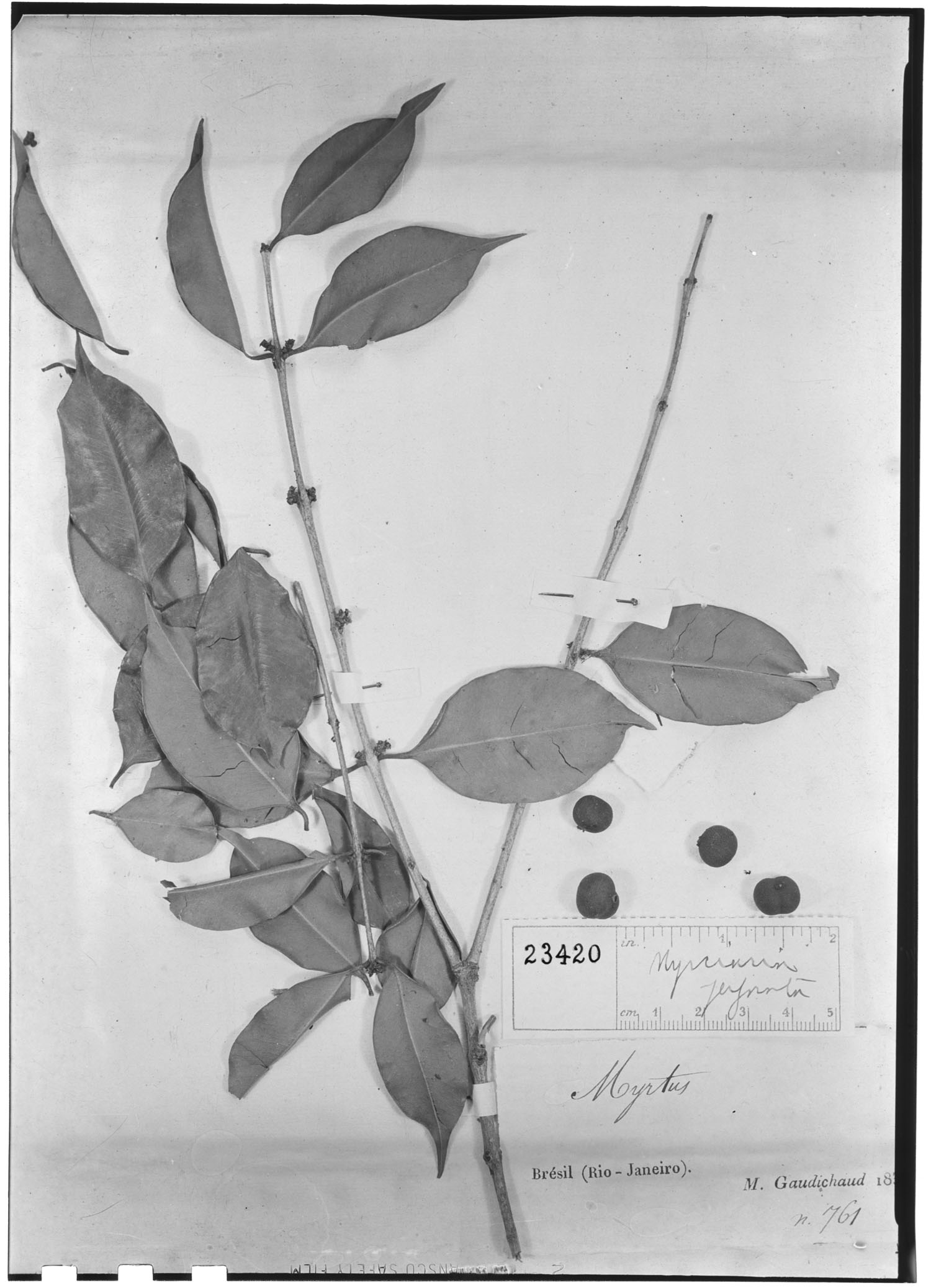 Neomitranthes obscura image