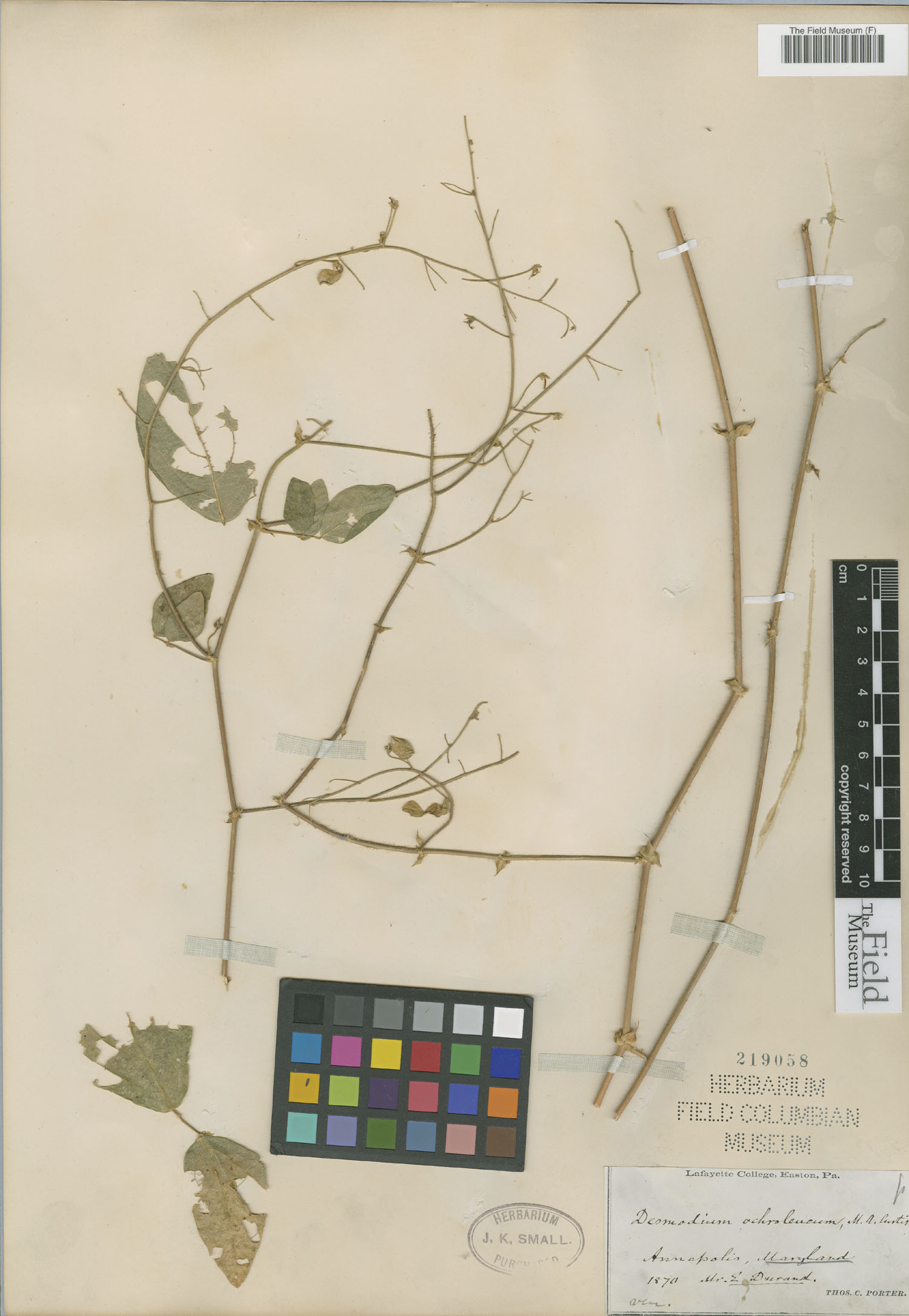 Desmodium ochroleucum image