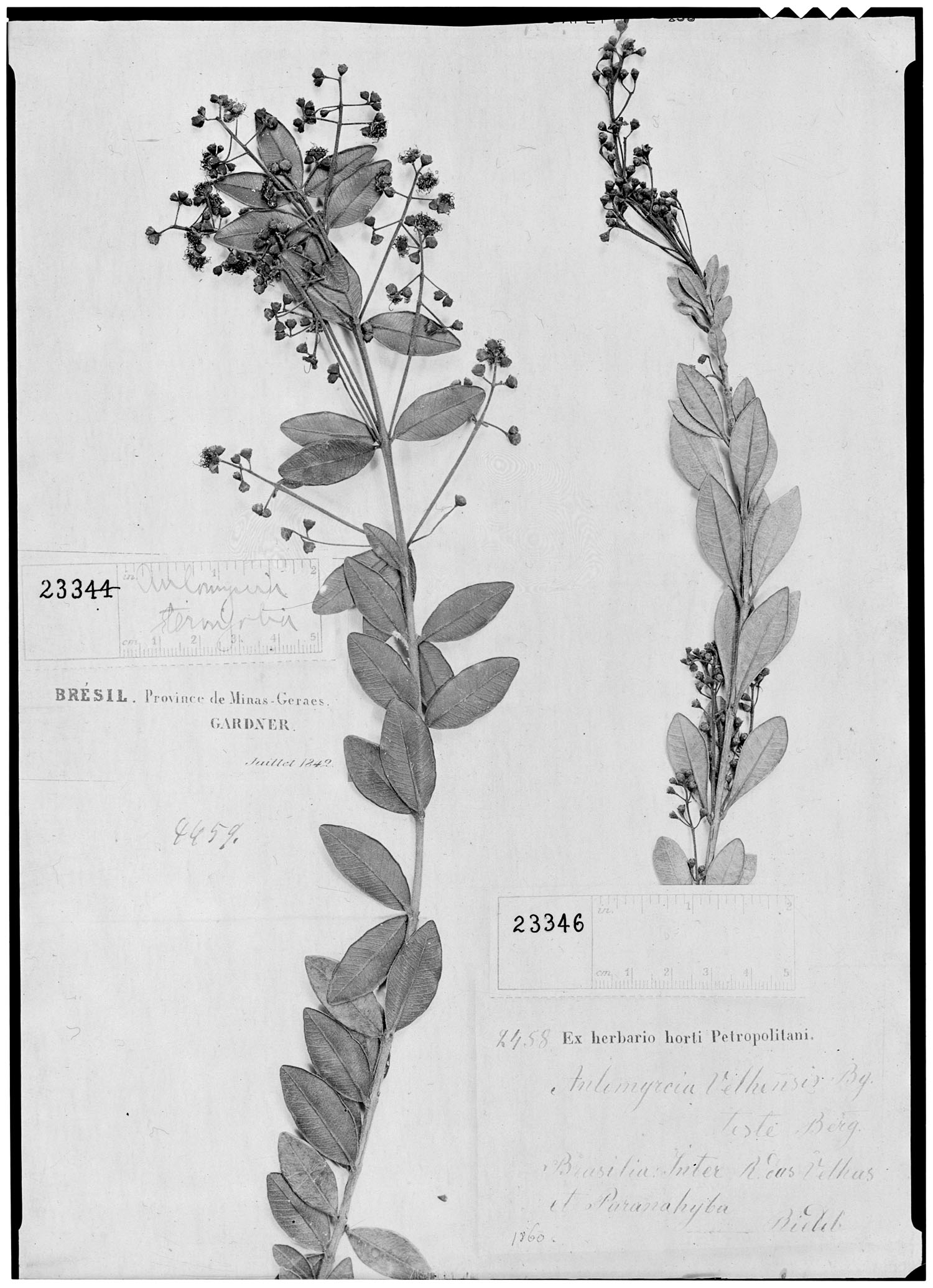 Aulomyrcia ternifolia image