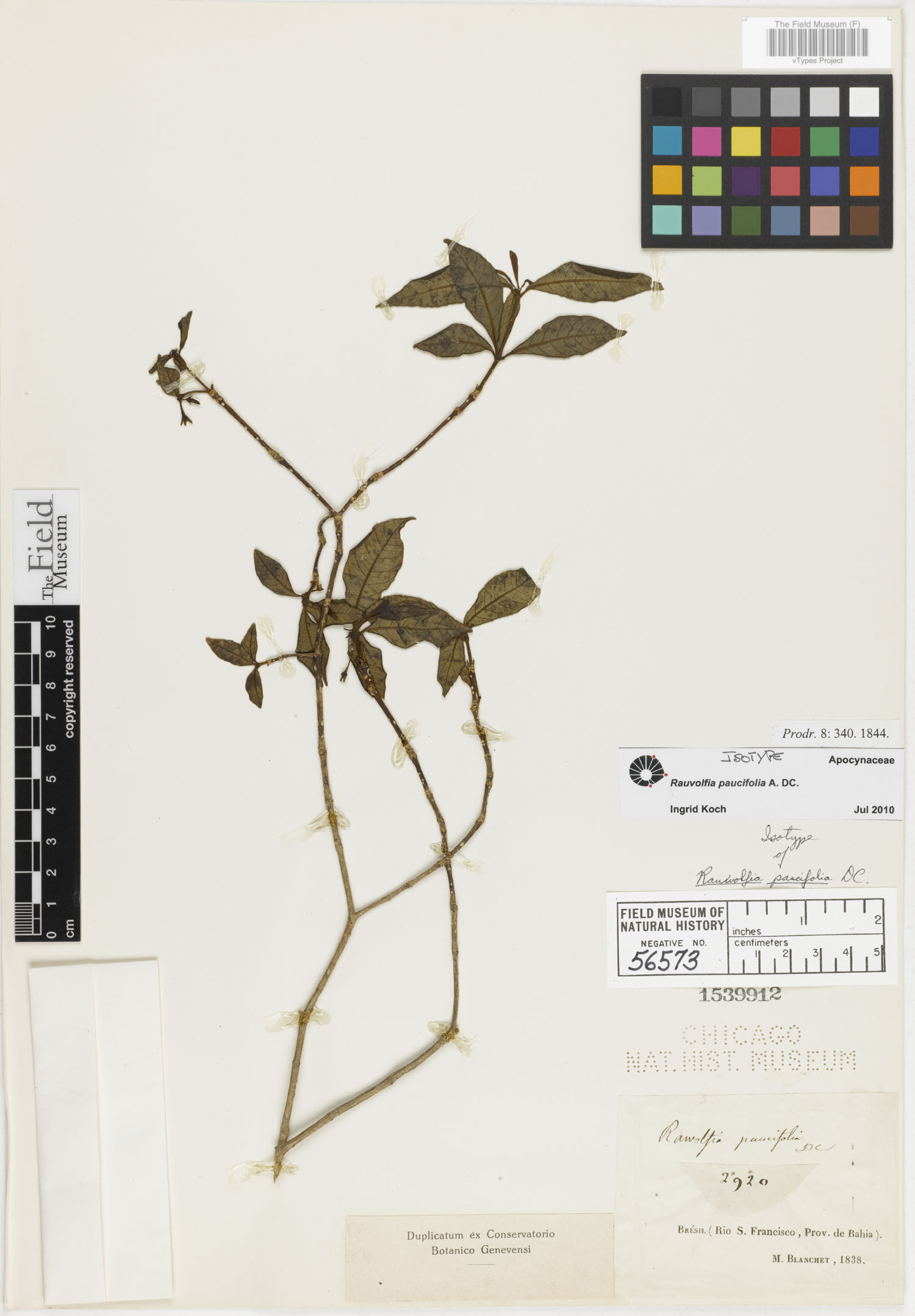 Rauvolfia paucifolia image