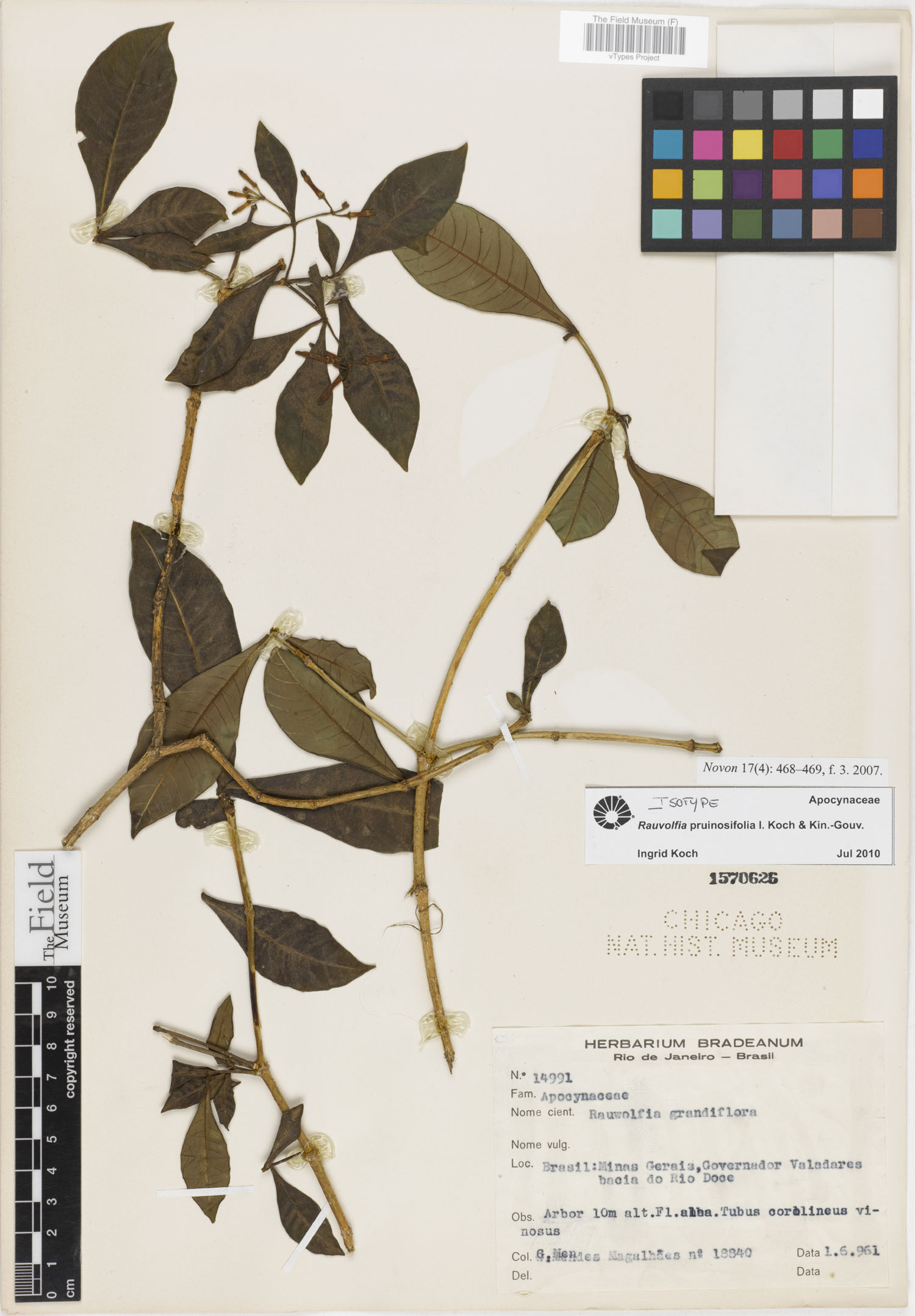 Rauvolfia pruinosifolia image