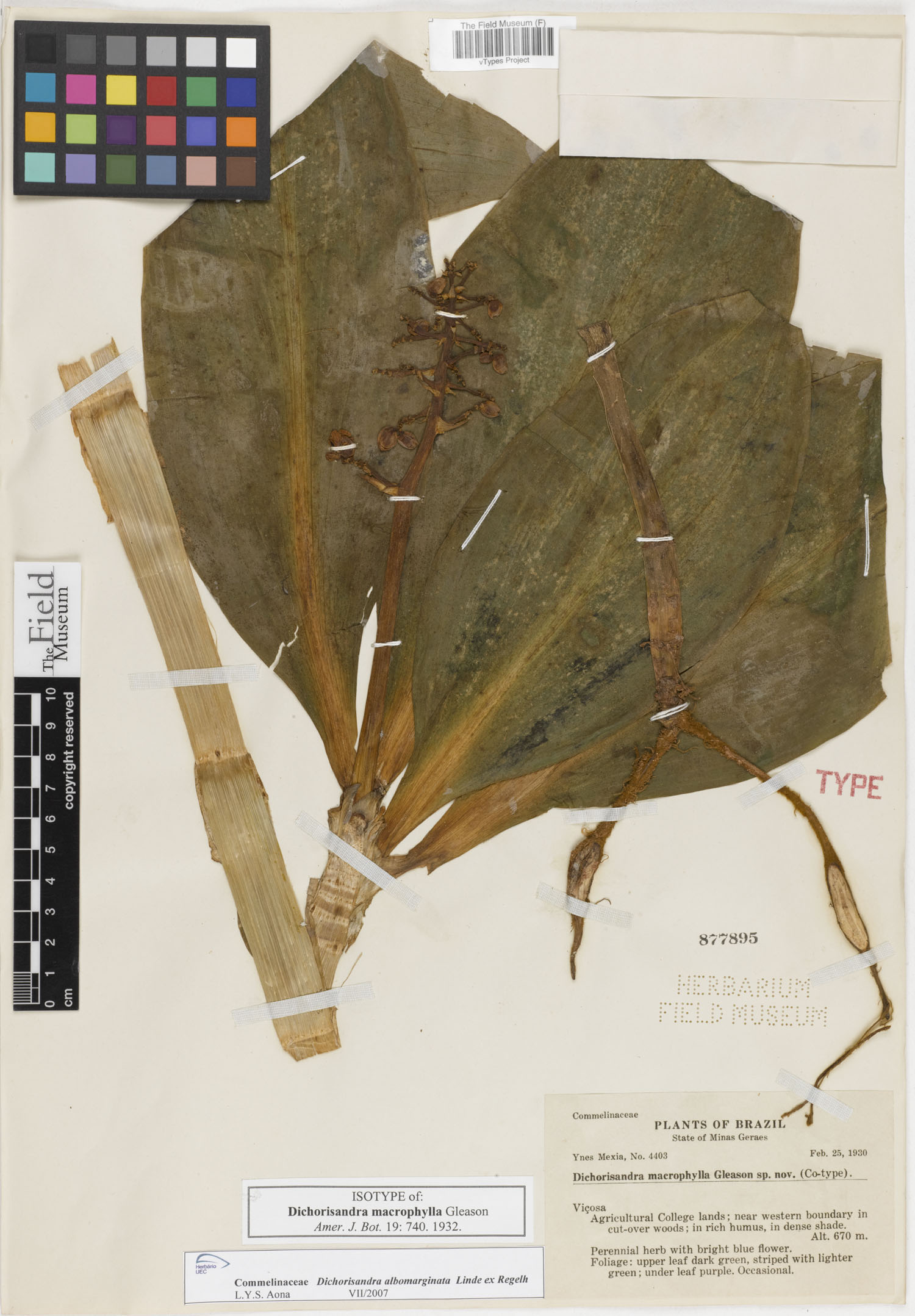 Dichorisandra macrophylla image