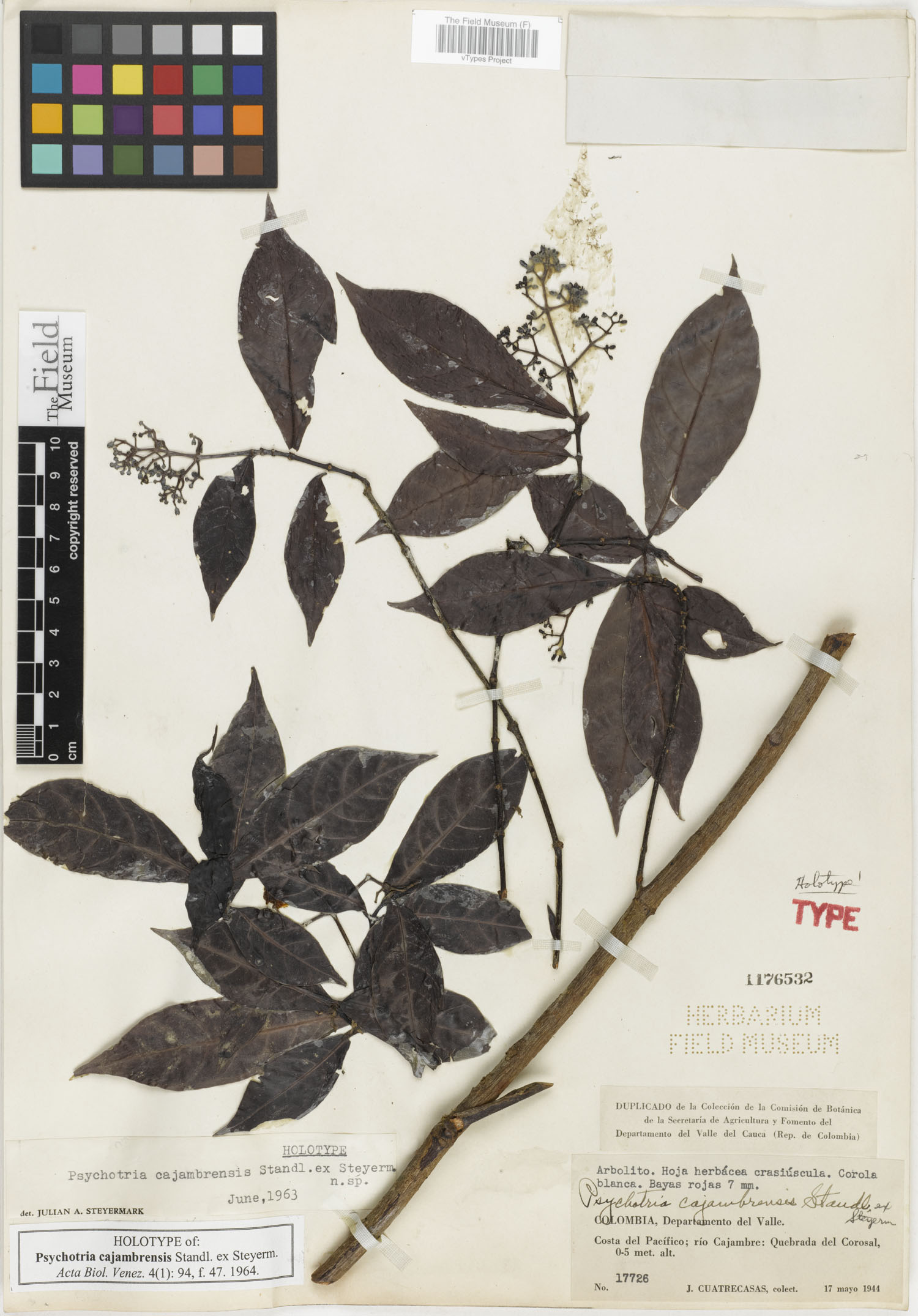 Psychotria cajambrensis image