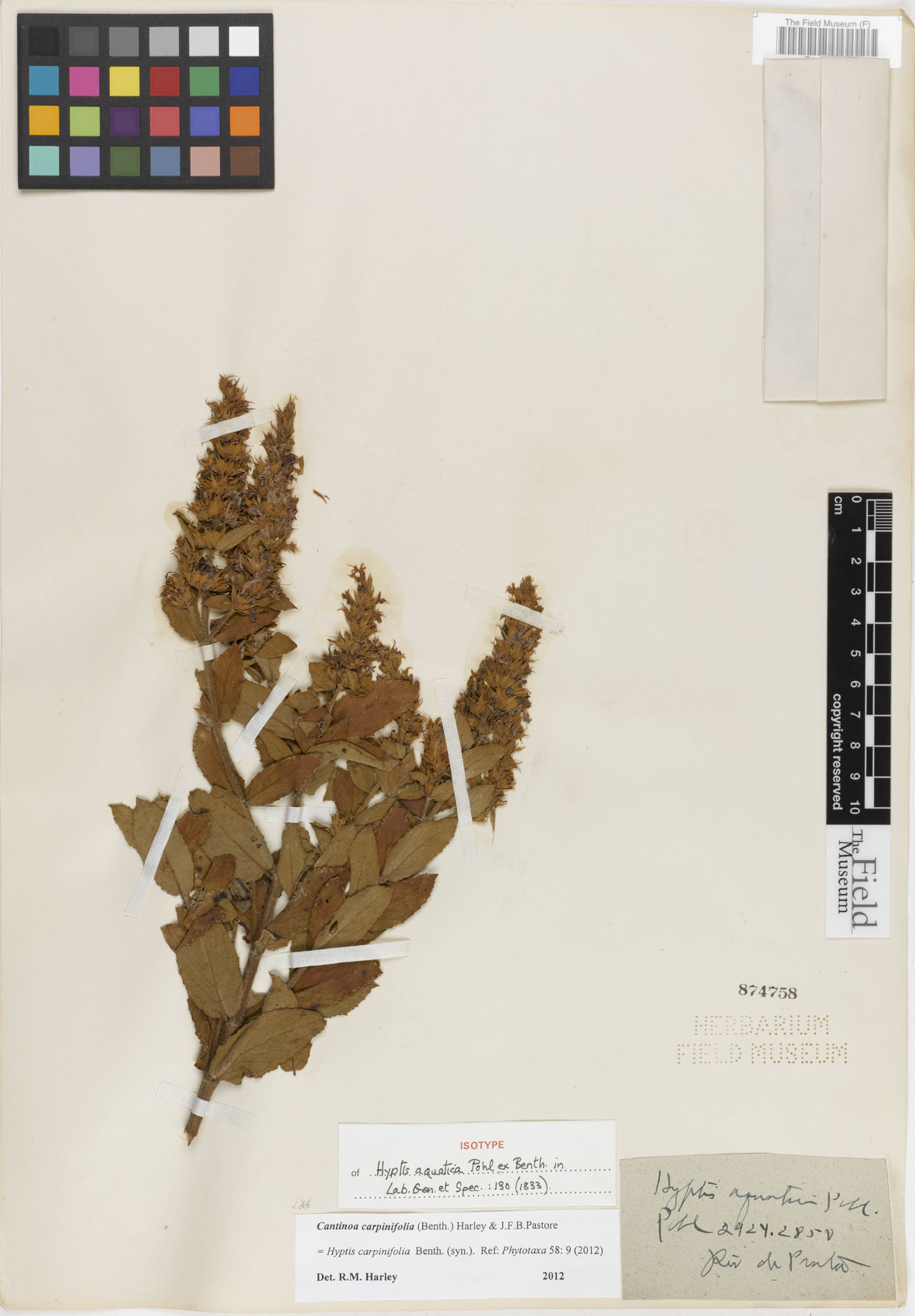 Cantinoa carpinifolia image