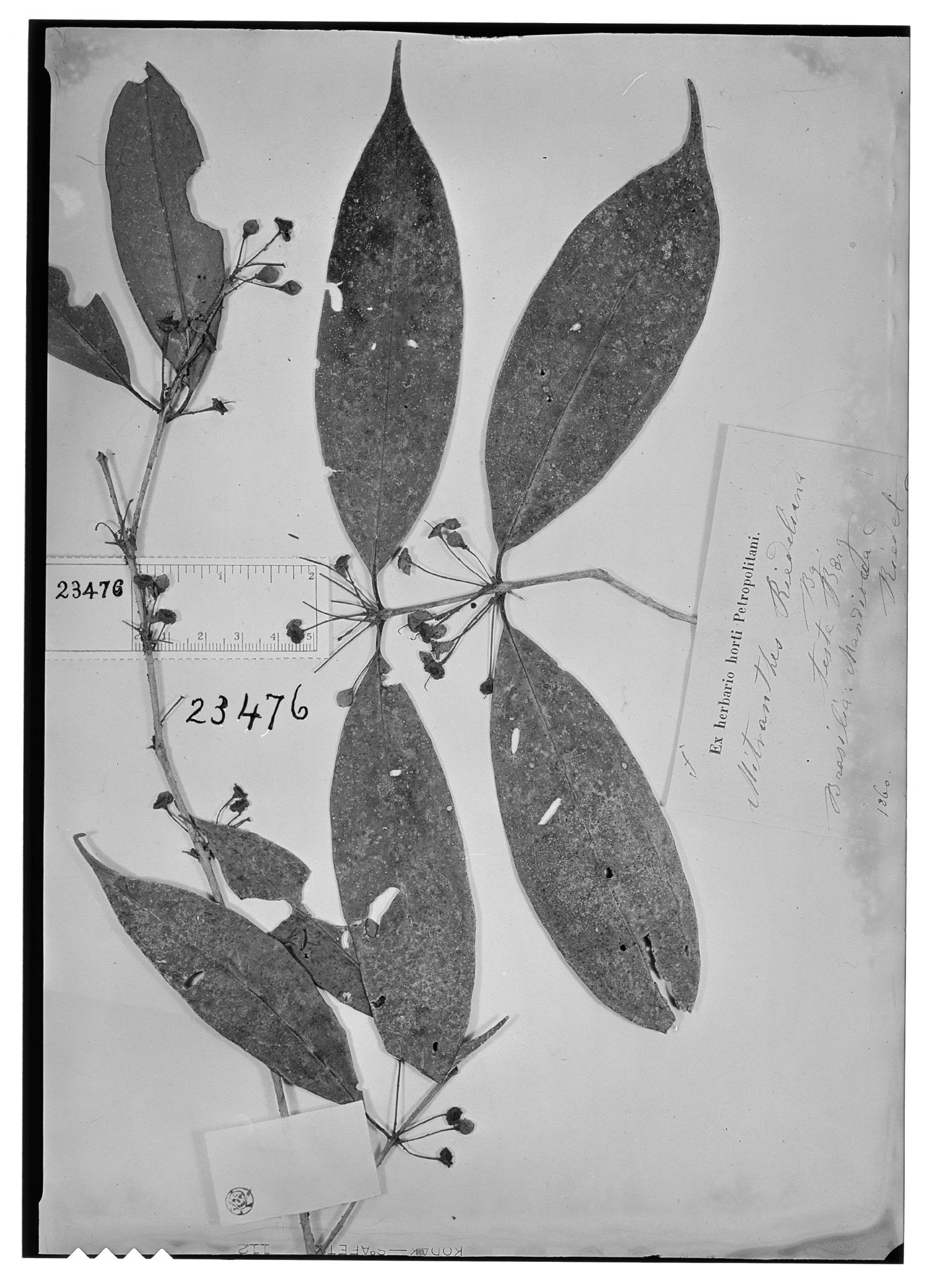 Neomitranthes riedeliana image