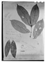 Eugenia membranifolia image