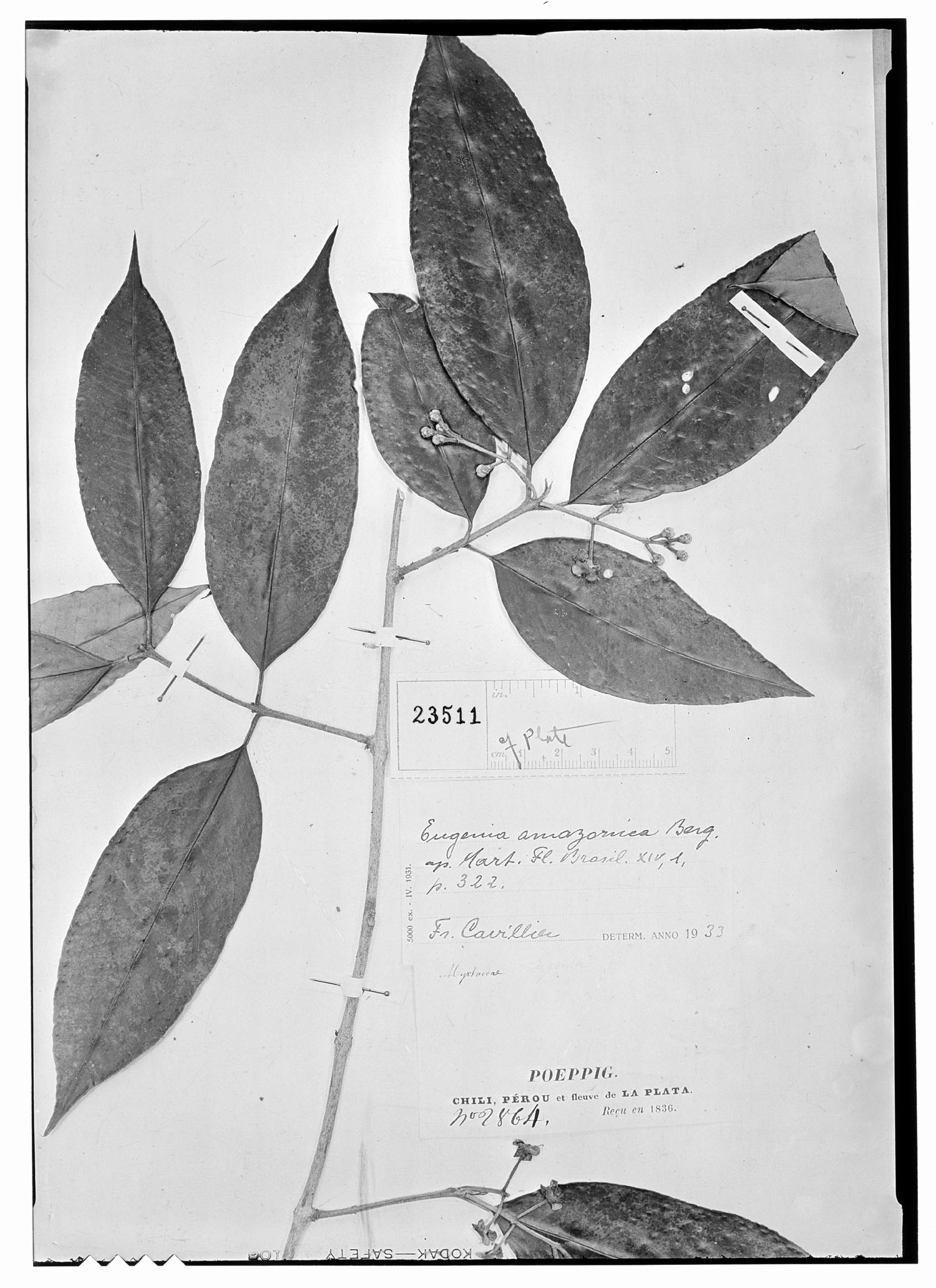 Eugenia patens image