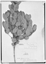 Eugenia punicifolia image