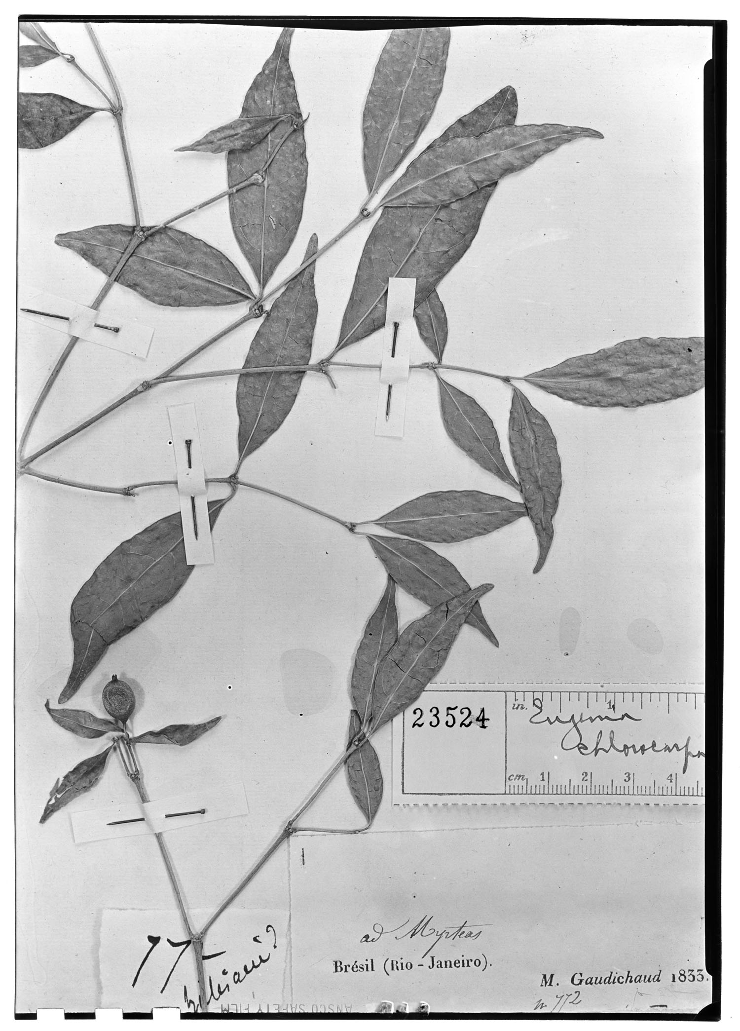 Eugenia chlorocarpa image