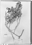 Myrceugenia colchaguensis image