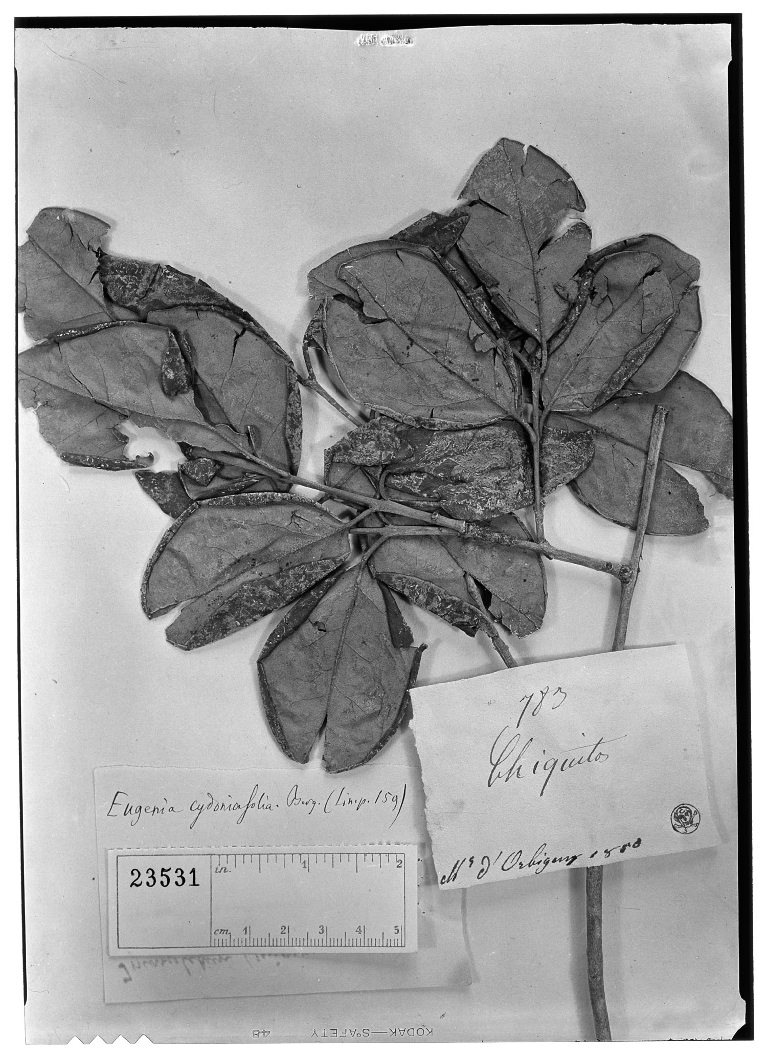 Eugenia cydoniifolia image