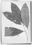 Eugenia macrophylla image