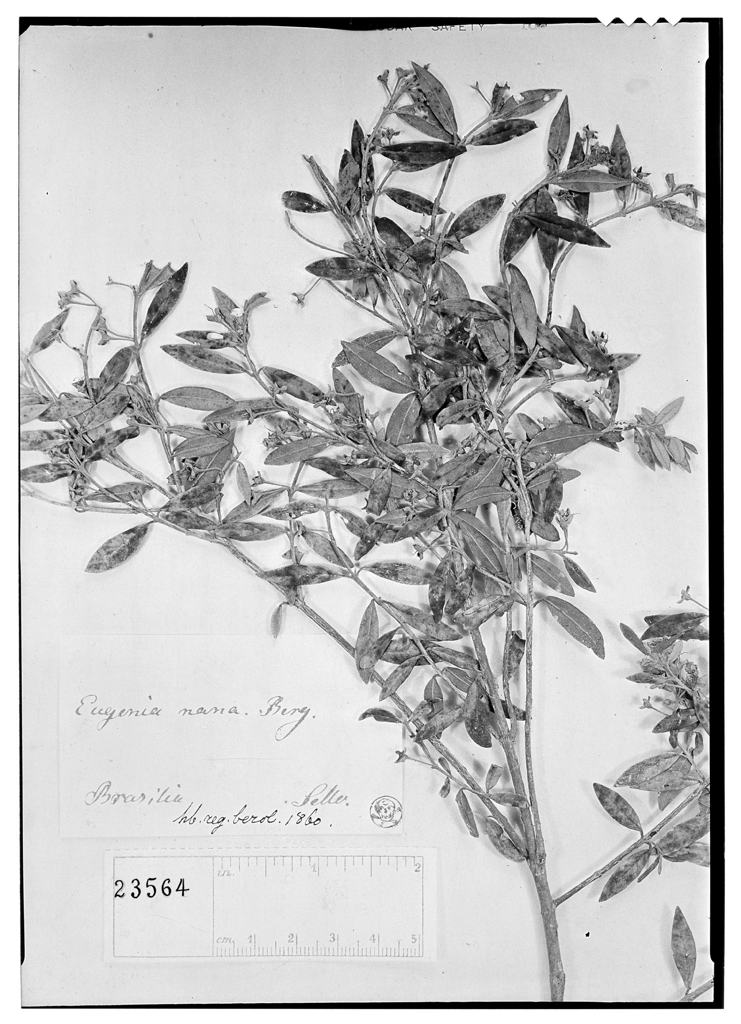 Myrceugenia euosma image