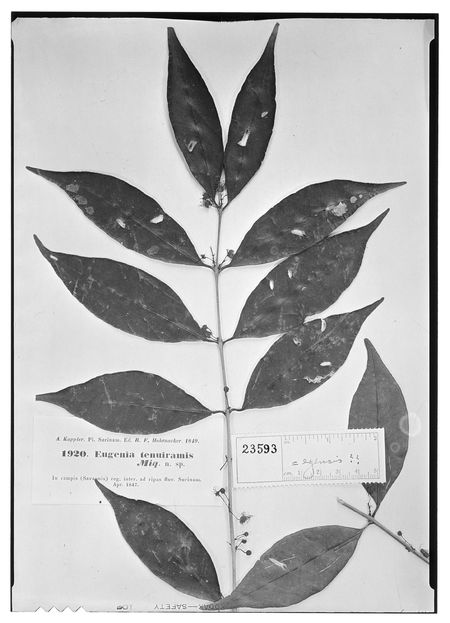 Syzygium zeylanicum image