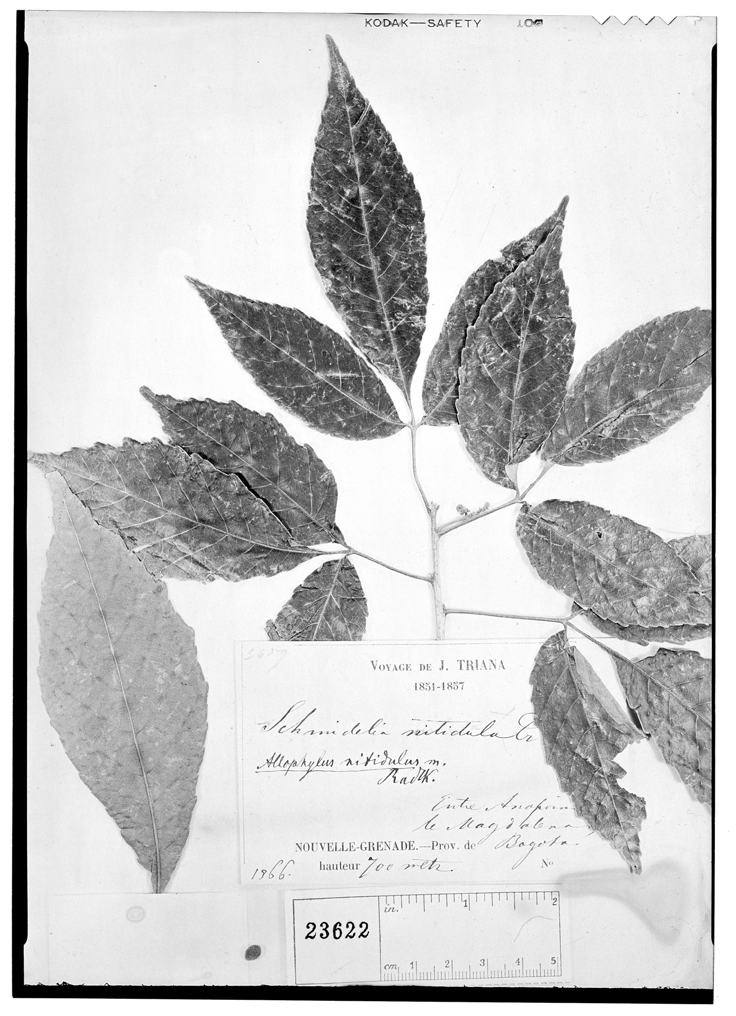 Allophylus nitidulus image