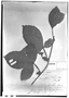 Paullinia densiflora image