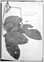 Paullinia latifolia image