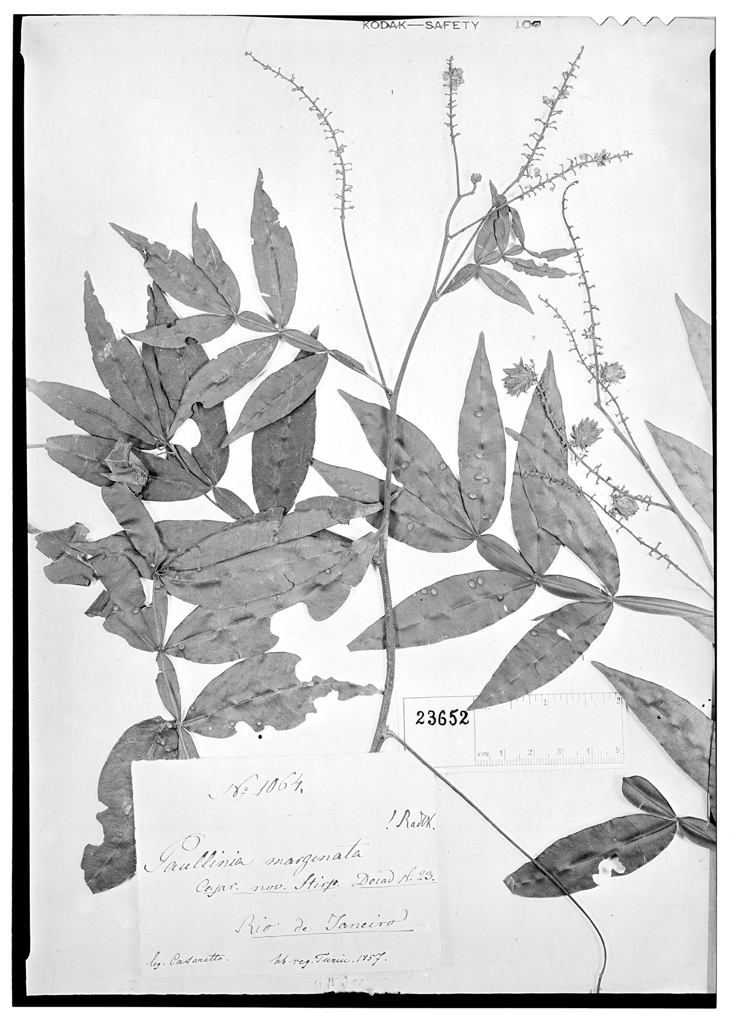Paullinia marginata image