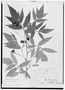 Paullinia meliifolia image