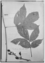 Semarillaria obovata image