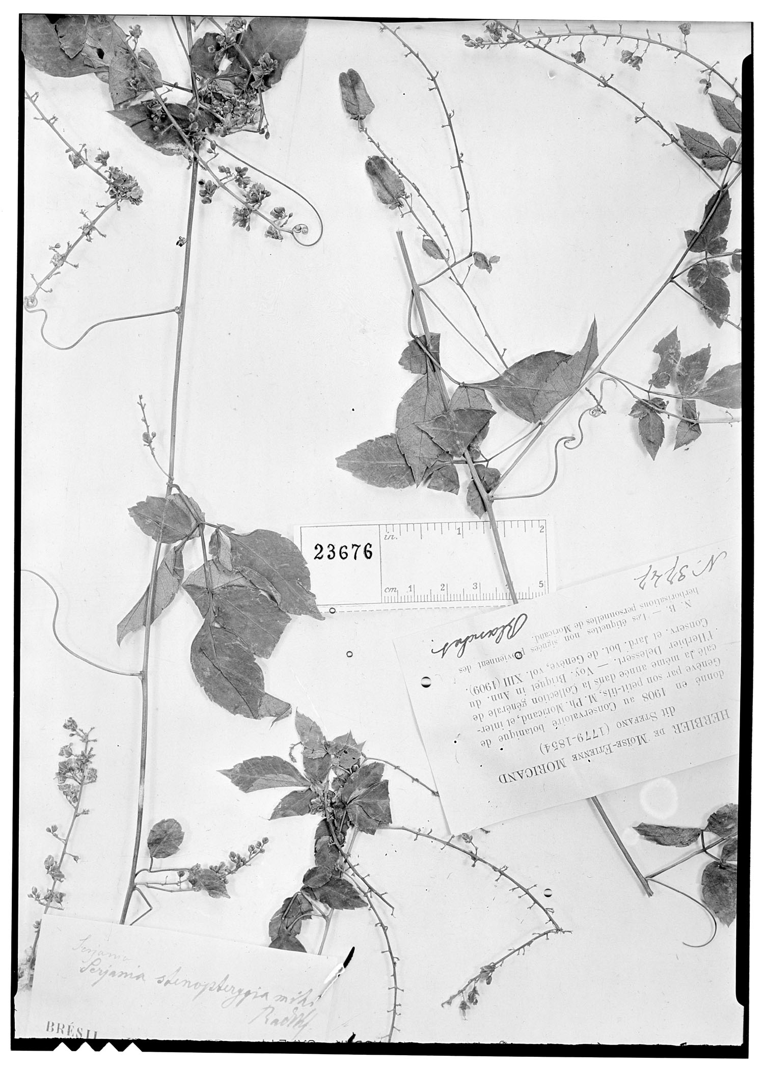 Serjania communis image
