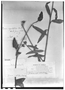 Pavonia angustifolia image