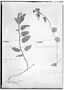 Pavonia glechomoides image