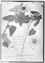 Pavonia grandiflora image