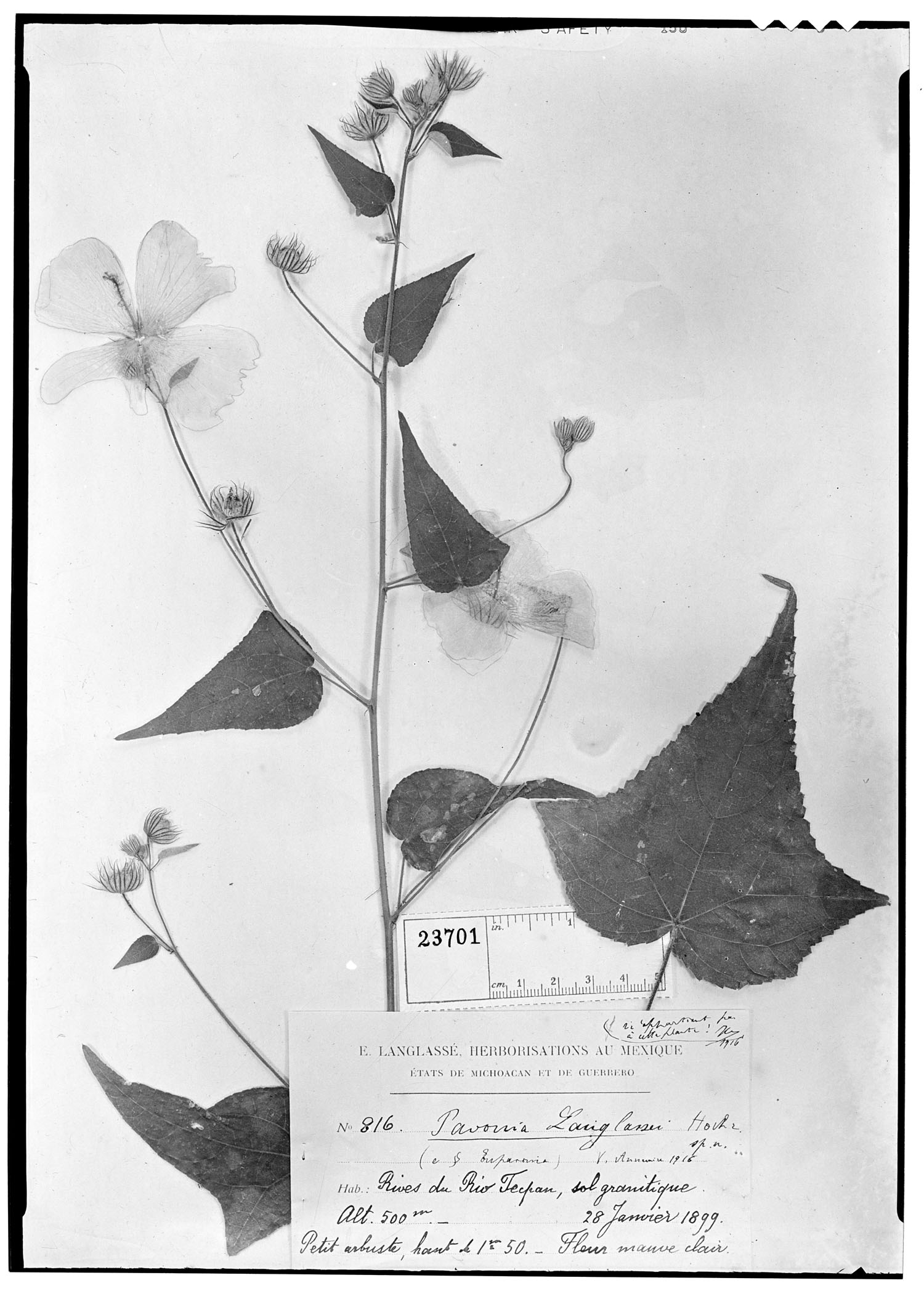 Pavonia setifer image